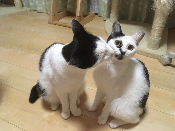 2匹の白黒猫