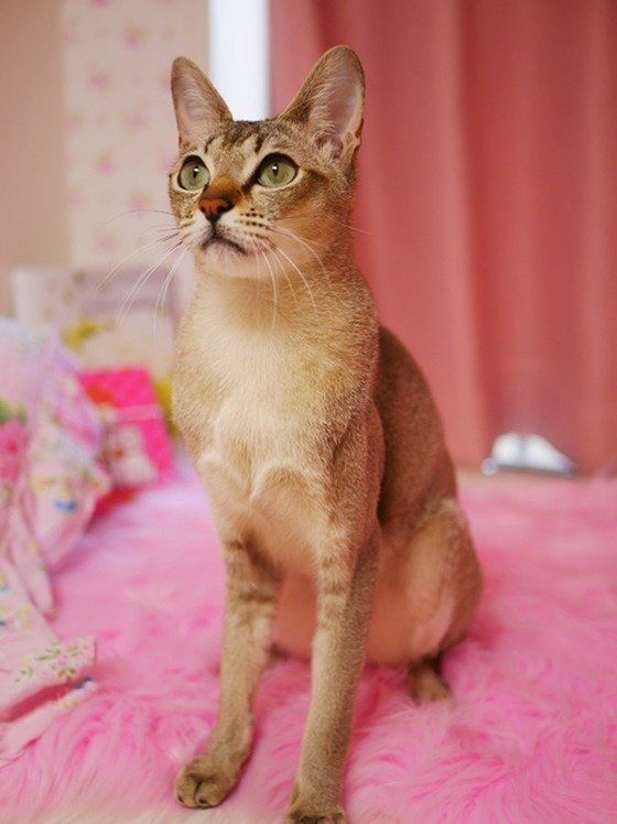 ねこのきもち投稿写真ギャラリー