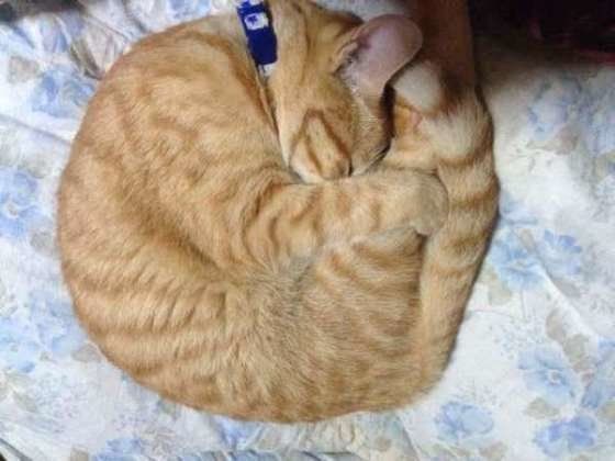 ななちゃんのアンモニャイト