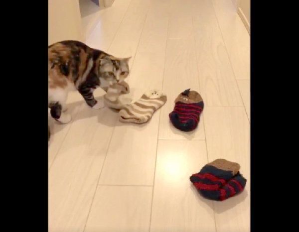 靴下をくわえるラムちゃん