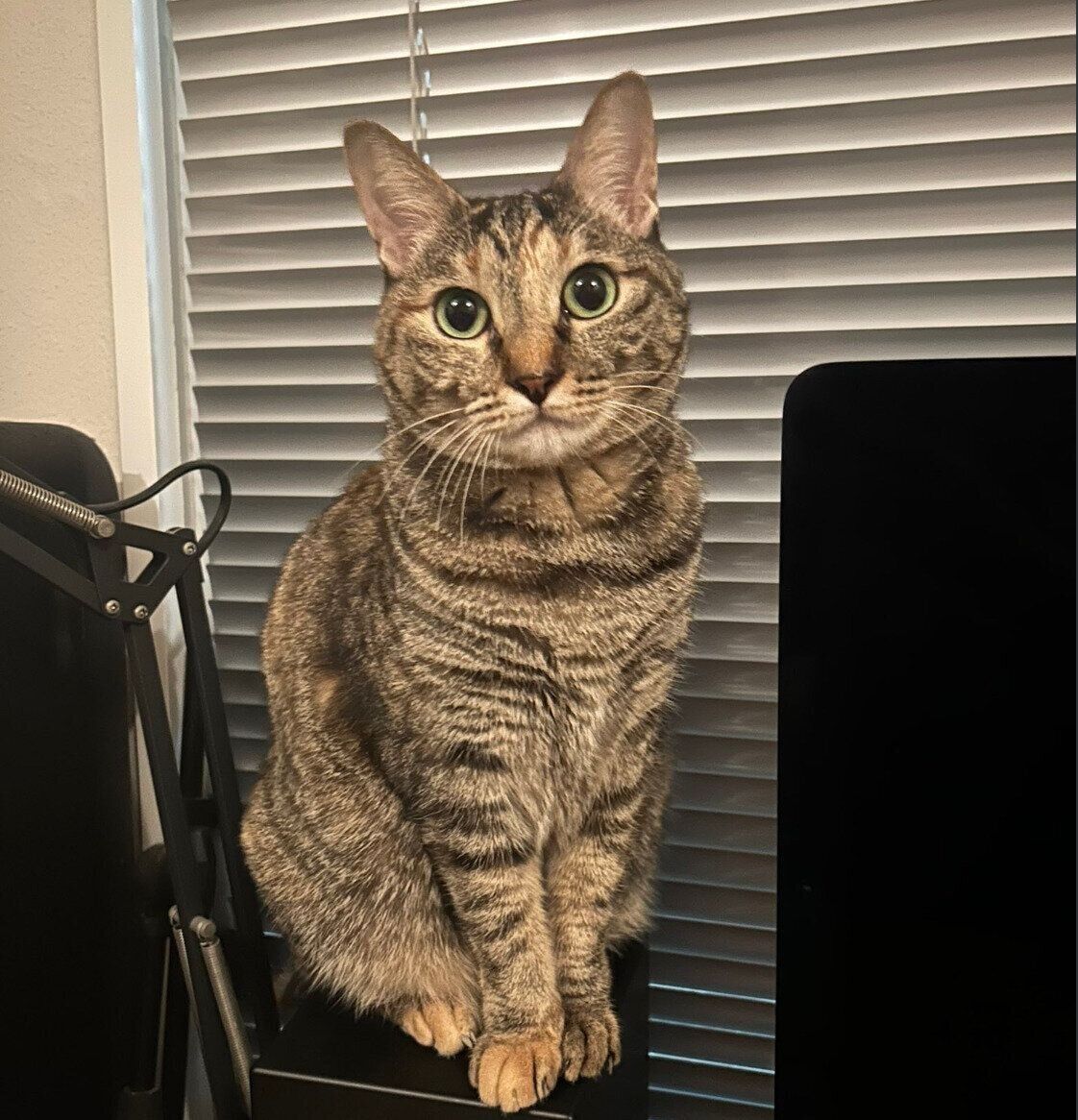 スピーカーの上に乗るたなはいらずちゃん