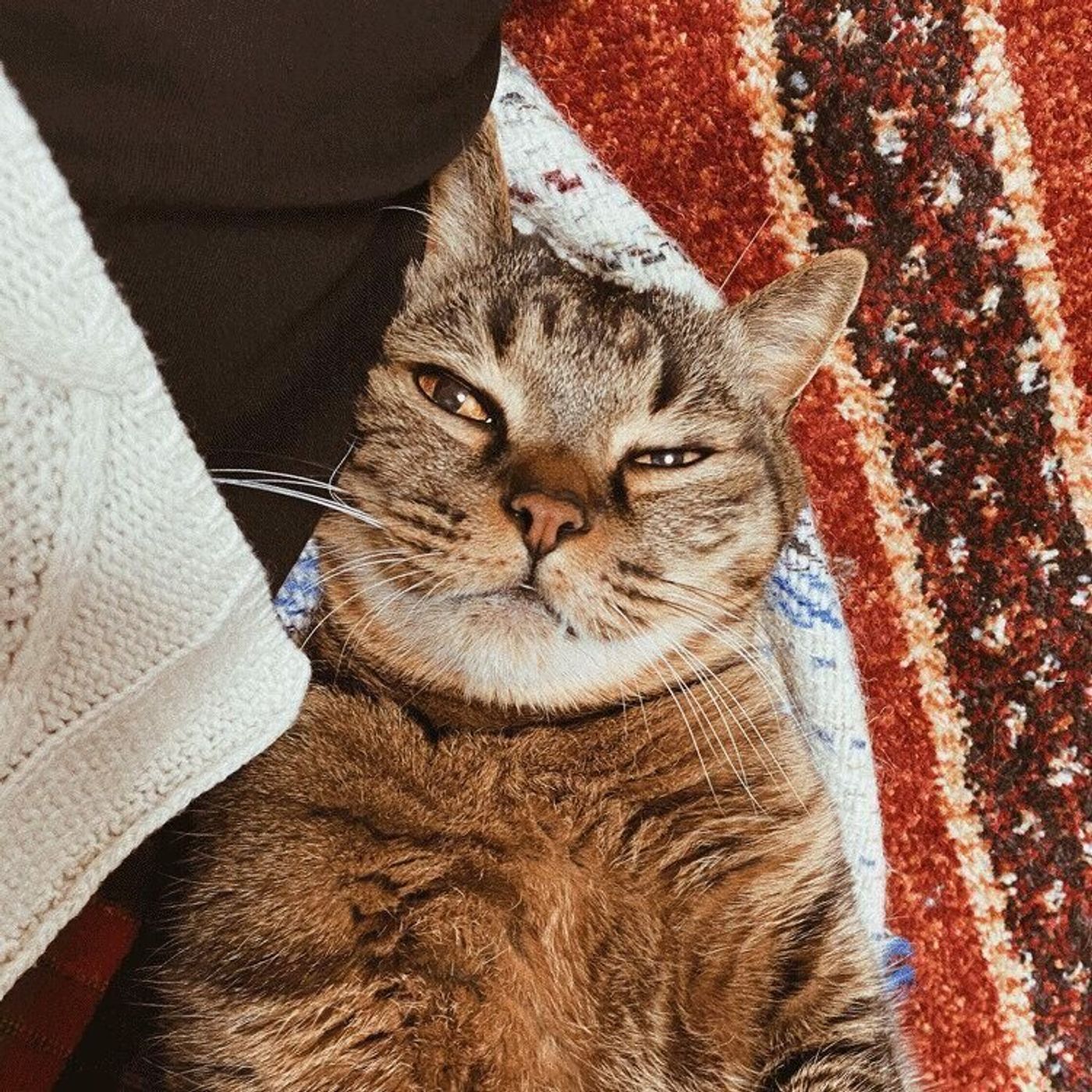 朝の猫クイズは高難易度 早朝から起こしに来る猫 しまねこぐぐ Vol 93 ねこのきもちweb Magazine 朝の猫クイズは高難易度 早朝から起こしに来る猫 しまねこぐぐ Vol 93 ねこのきもちweb Magazine