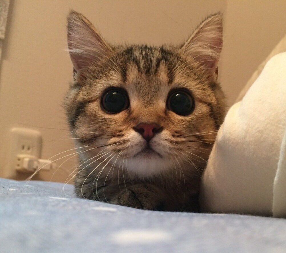 生後5カ月ごろのきなこちゃん