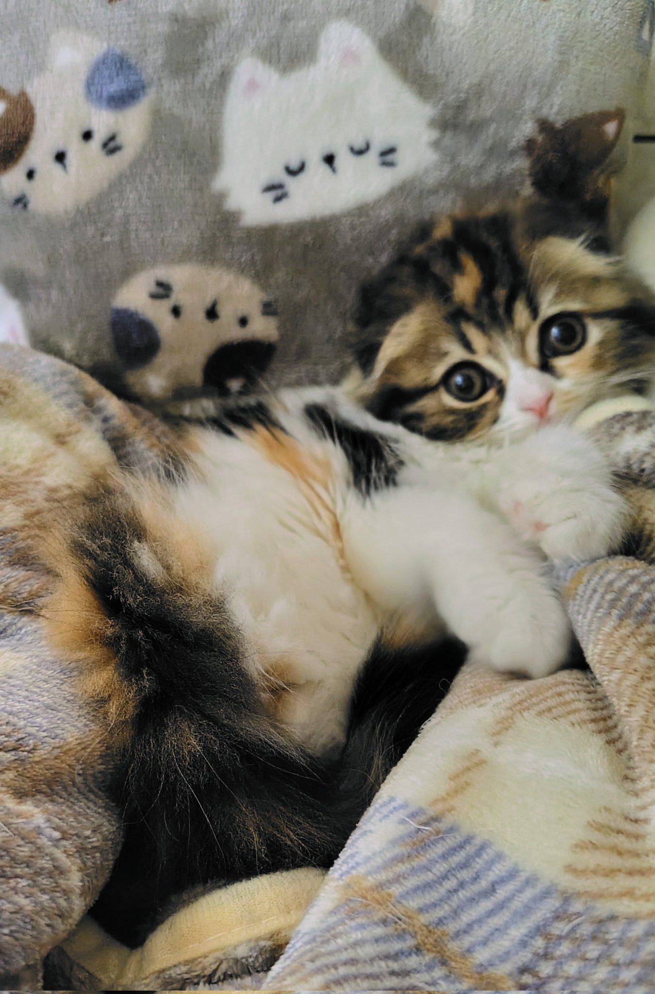 飼い主に甘えるスコティッシュフォールド