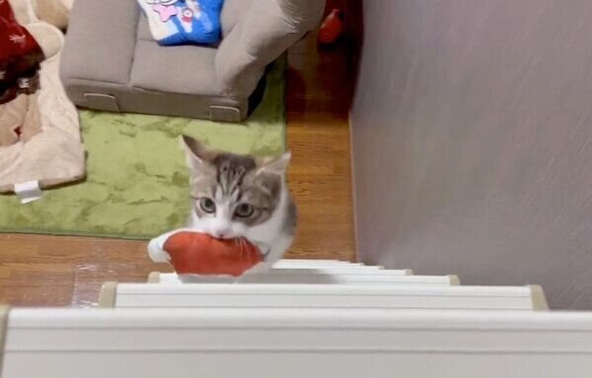 犬化 が止まらない子猫 おもちゃを飼い主に届ける必死な姿に かわいいが迫ってくる ねこのきもちweb Magazine 犬化 が止まらない子猫 おもちゃを飼い主に届ける必死な姿に かわいいが迫ってくる ねこのきもちweb Magazine