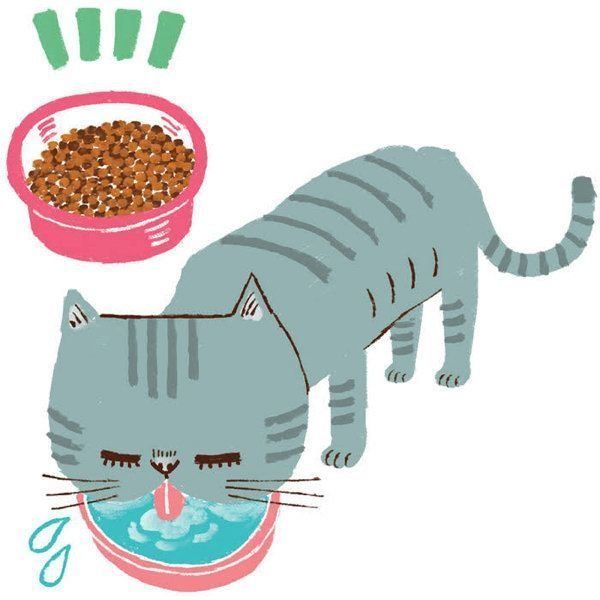 ○○がある・ないのサインでわかる猫の病気