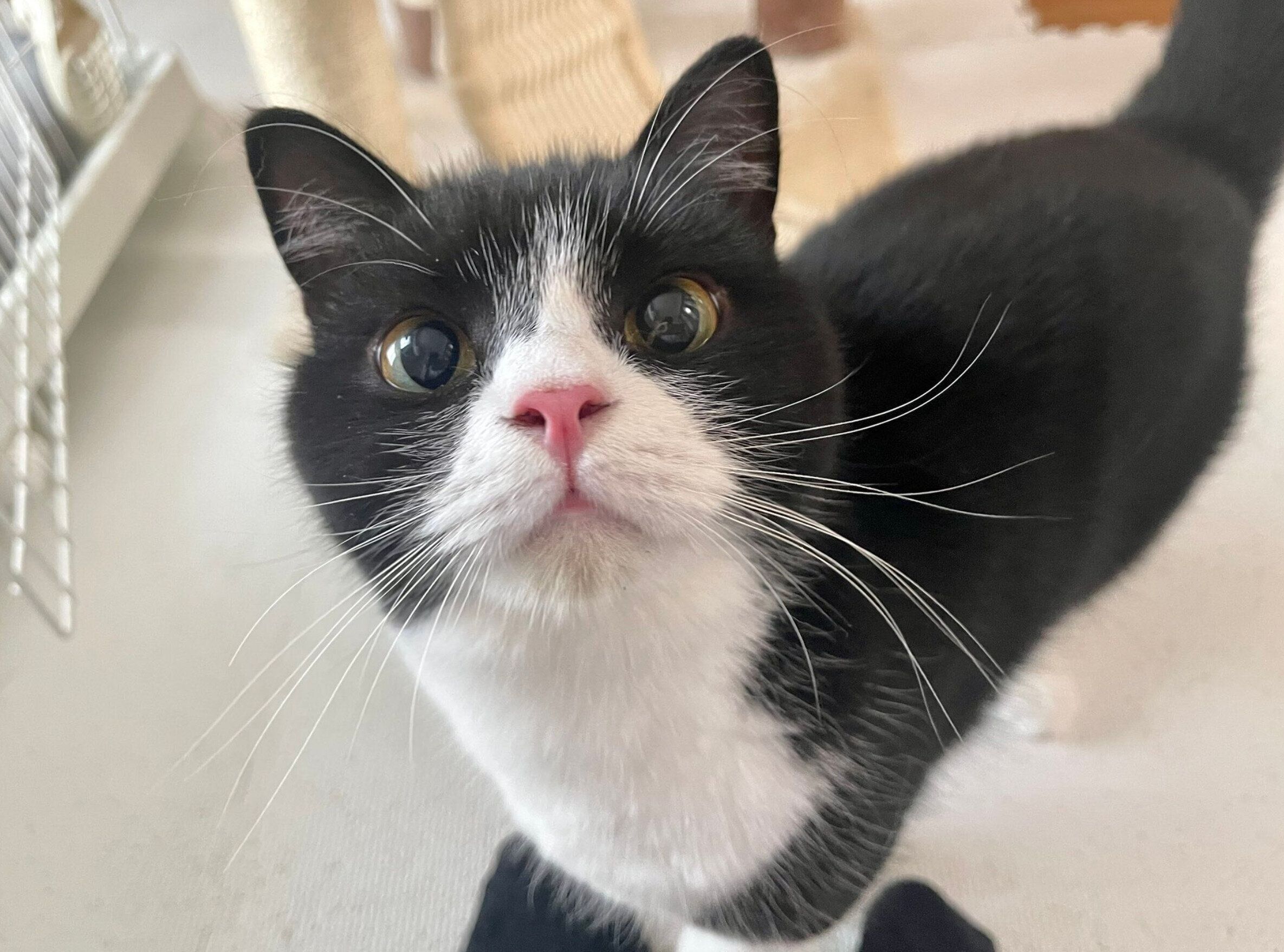 見つめるたろうくん