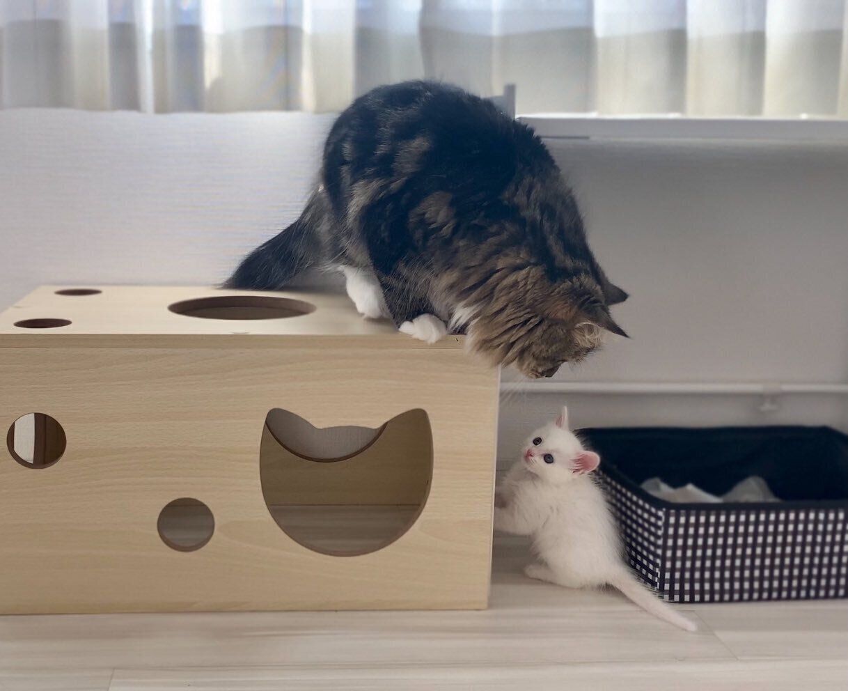 子猫のマオくんとお兄ちゃん猫のメルくん
