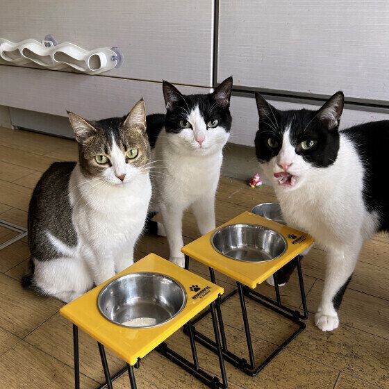 ごはんを待つ日本ネコたち