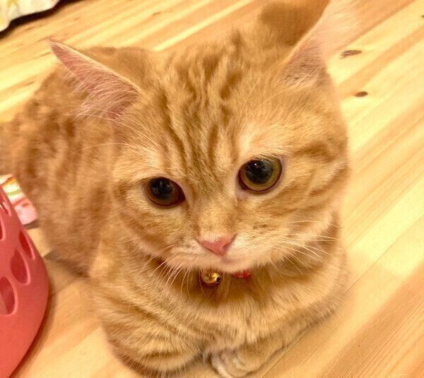 香箱座りをするぷてぃこちゃん