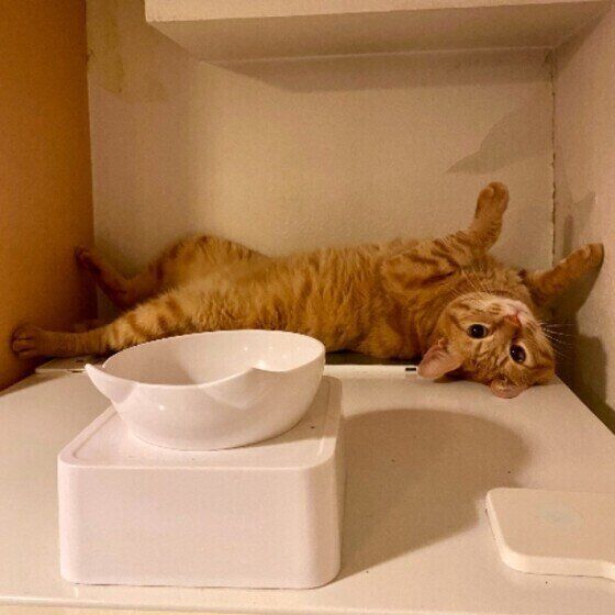 寝転がるMIXの男の子