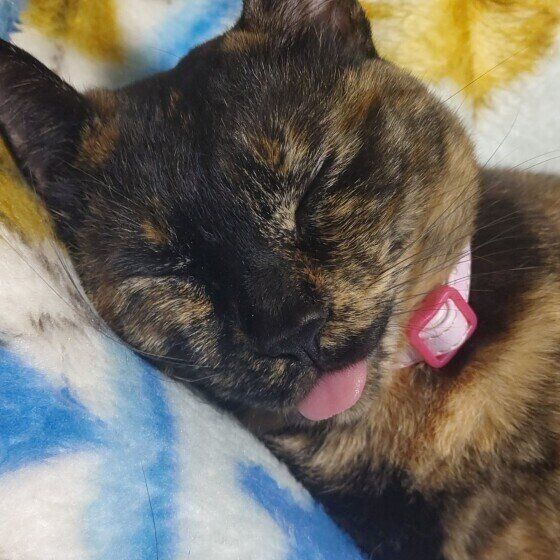 眠るサビ猫