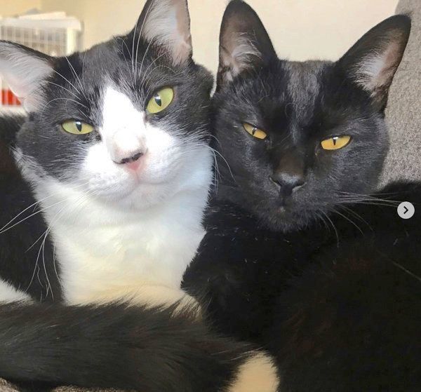 元保護猫・虎徹くんとはなびくん