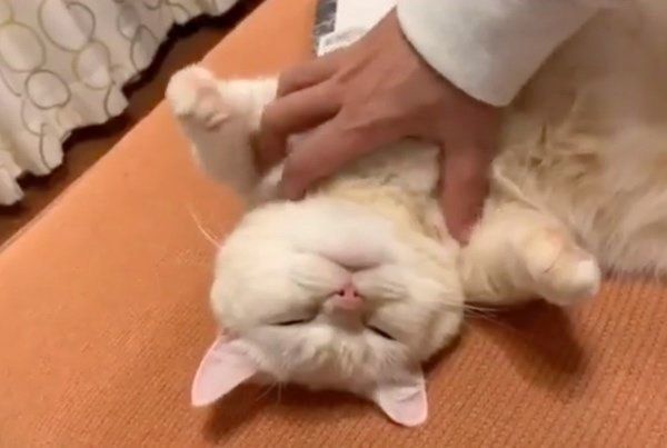 無防備すぎるマンチカン