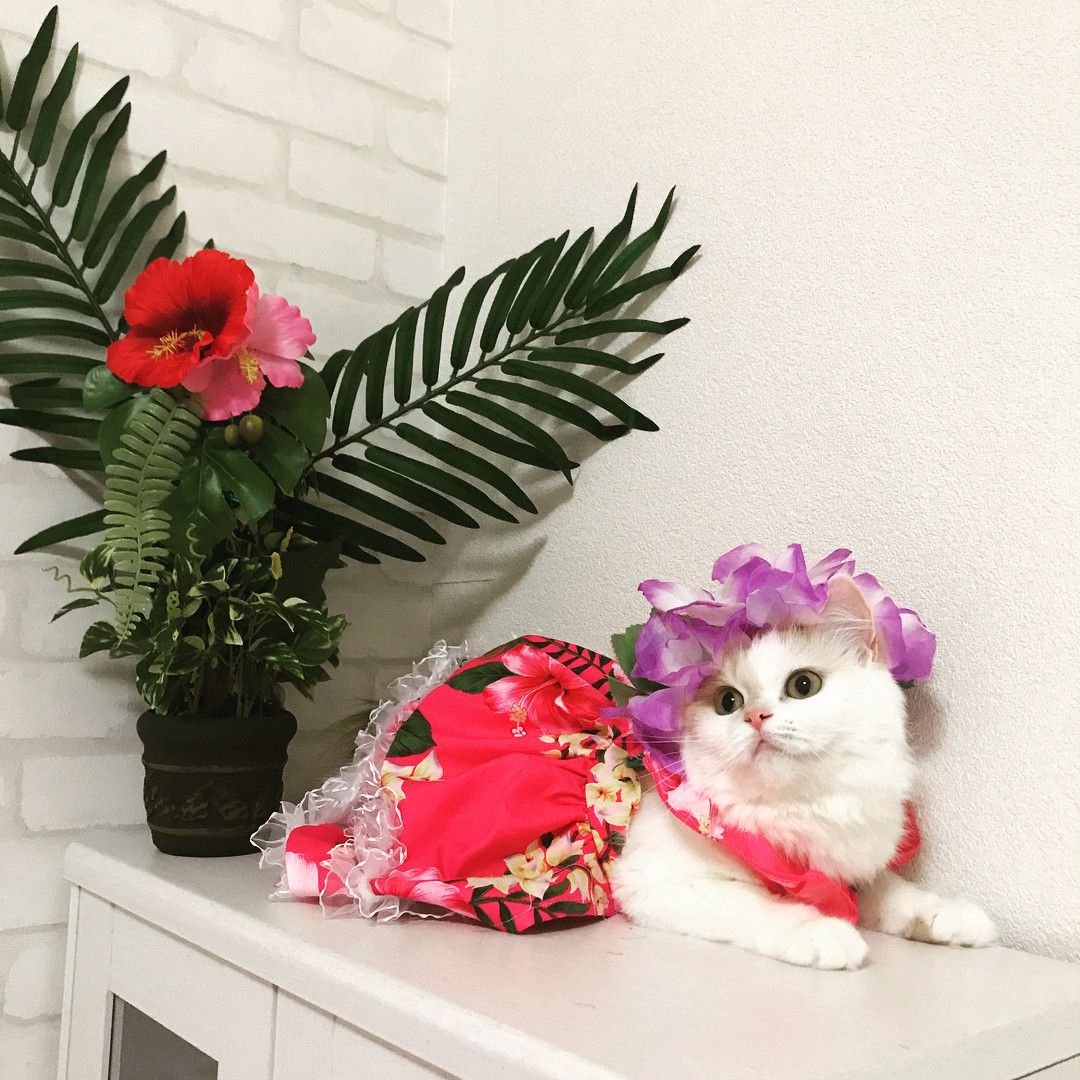 シルフィーちゃん