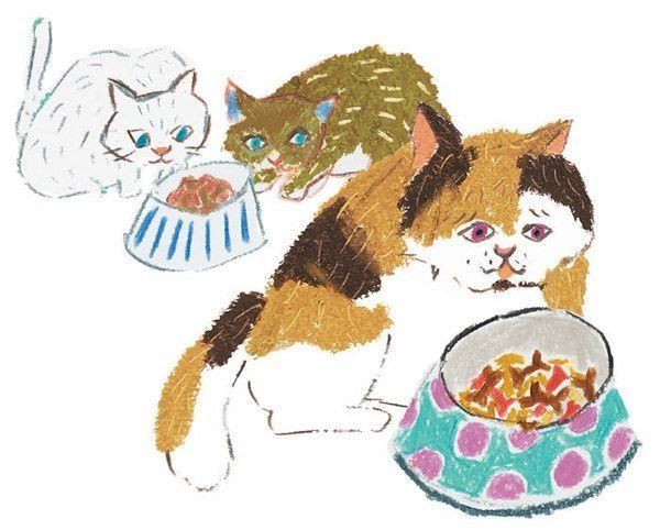 知っておきたい猫の栄養学