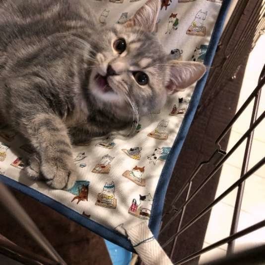 くつろぐアメリカンショートヘア