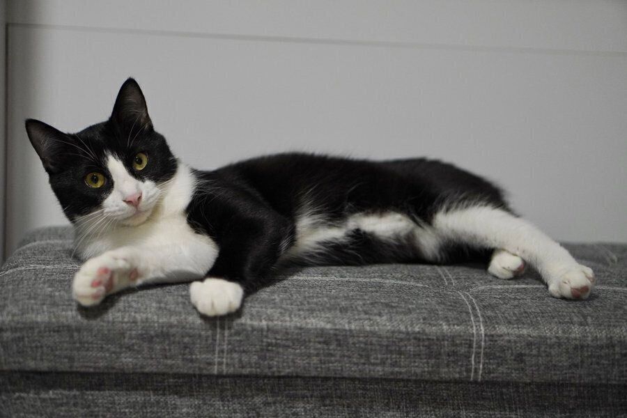 椅子の上で横たわるしゃちくん