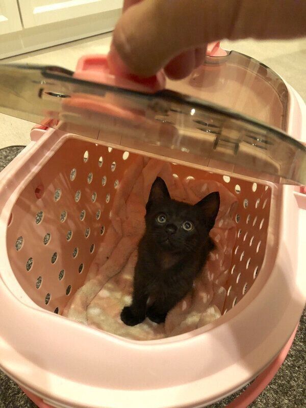 家族になった日のトニーくん