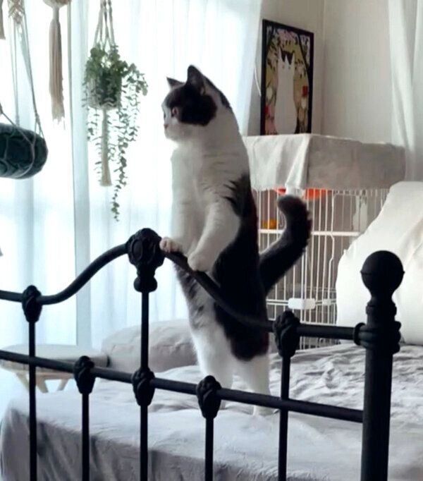 立つおもちちゃん