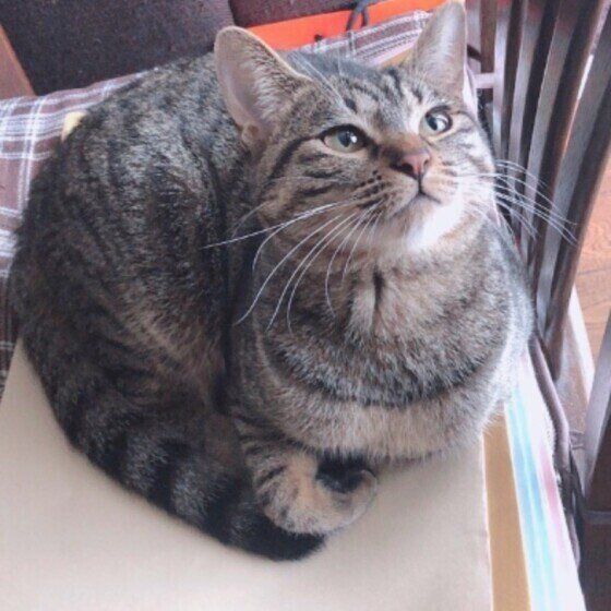 キジトラ猫のラブちゃん