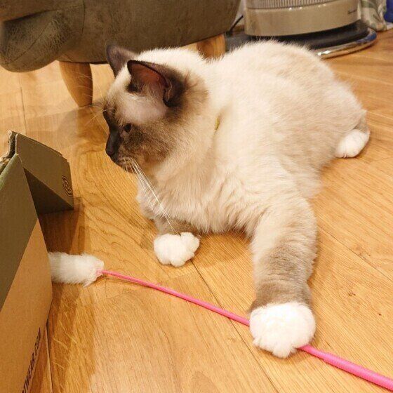 じゃらしで遊ぶバーマン