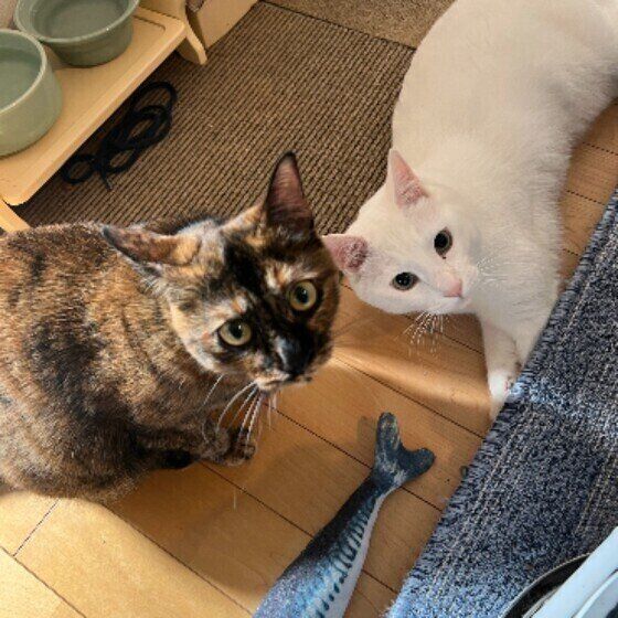 獣医師監修 アレルギー用のキャットフードはどうしたらいい 原因や治療法も解説 ねこのきもちweb Magazine