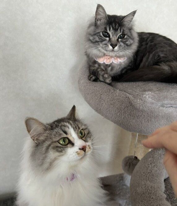 先住猫・はるちゃん、ことちゃん