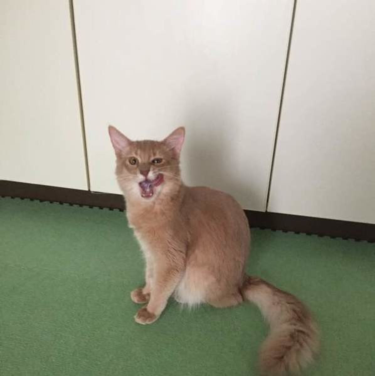 見逃さないで 猫が甘える理由とサインって 時間帯別に解説 ねこのきもちweb Magazine