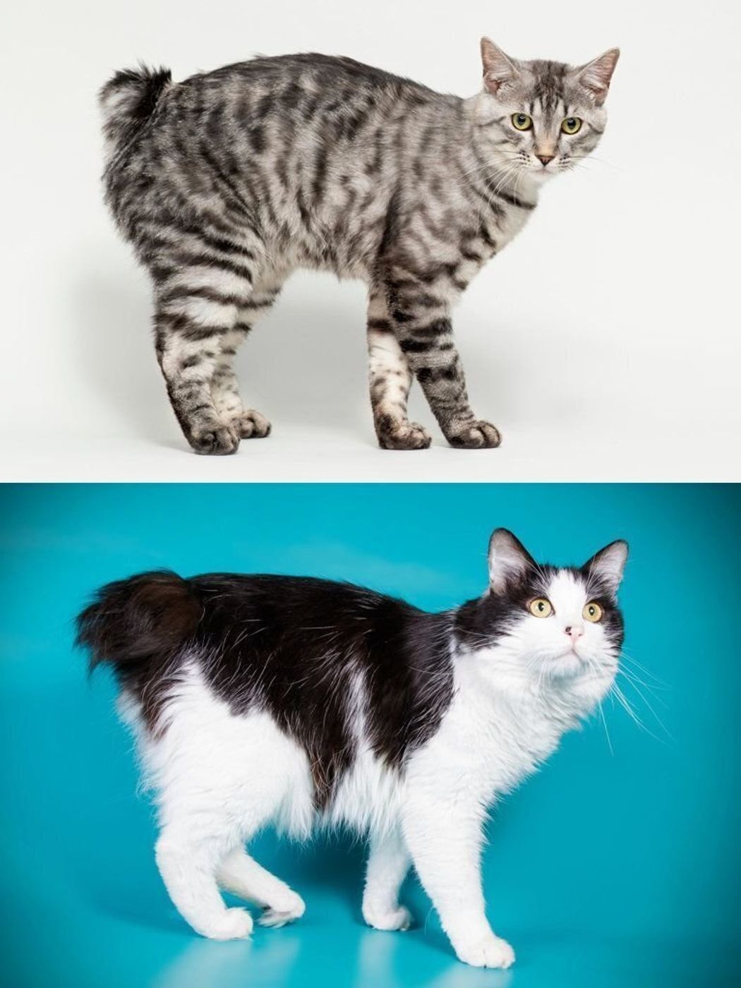 尻尾 短い 猫