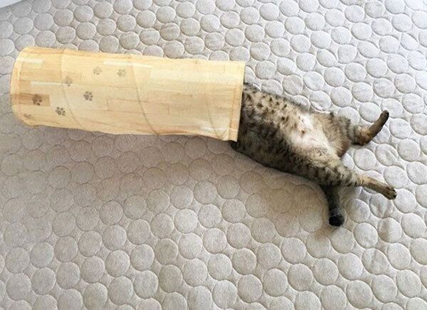 ヘソ天「バンザイ寝」をするこんぶちゃん