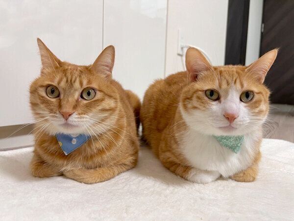 香箱座りをするクウちゃん、カイちゃん