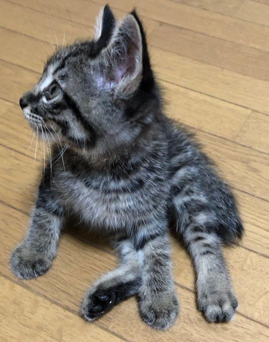 床でくつろぐ子猫