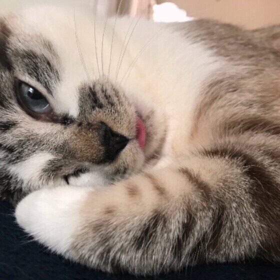 まったりするキジトラ