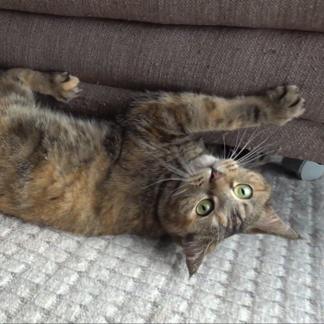 バリバリしているラッキーちゃん