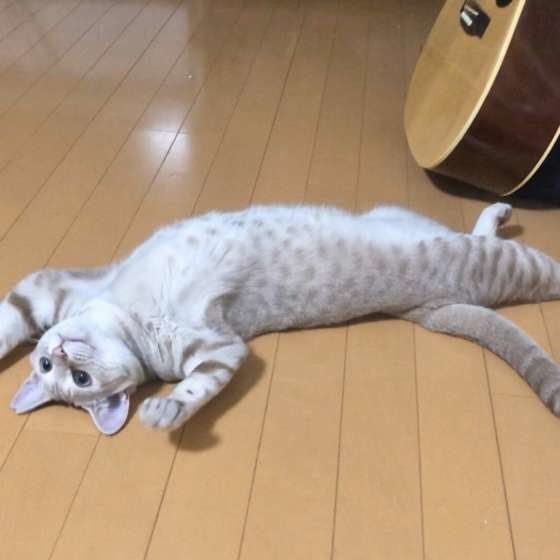 茶トラ　ツナくん