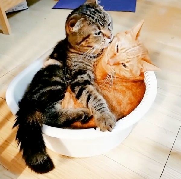 まったりする猫