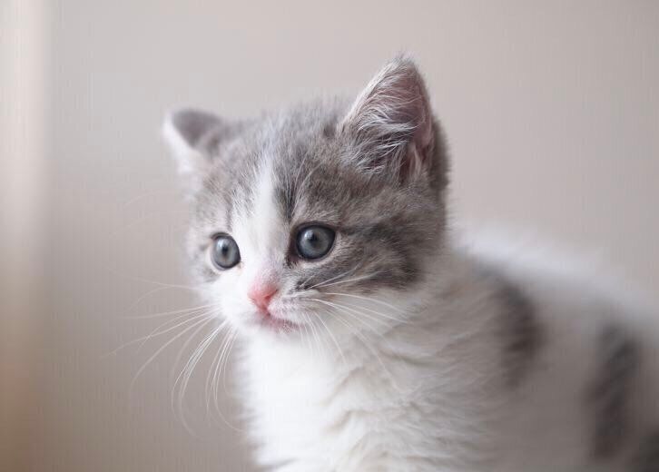 子猫時代のゆずちゃん　たまらなくかわいい