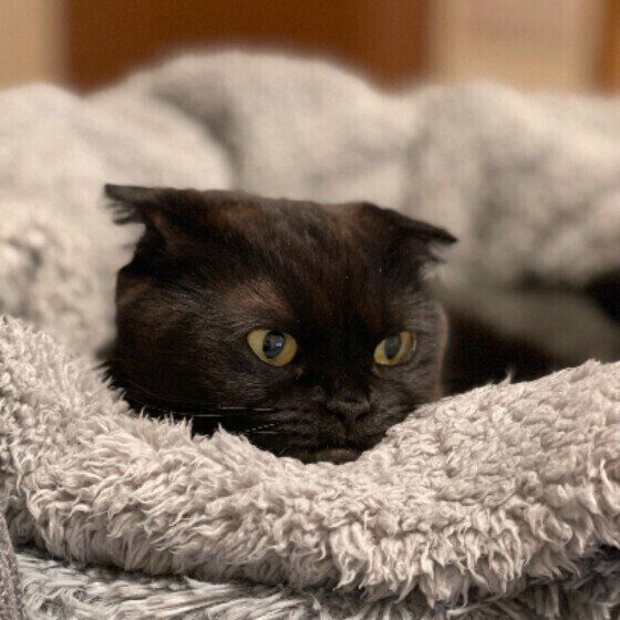 スコティッシュフォールドのはなちゃん