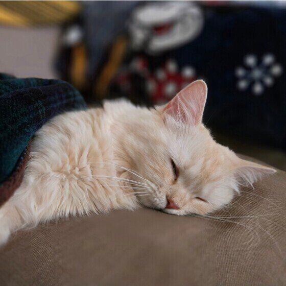 サイベリアンのメイちゃん♪