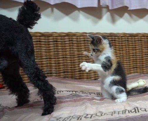 バトル中の子猫