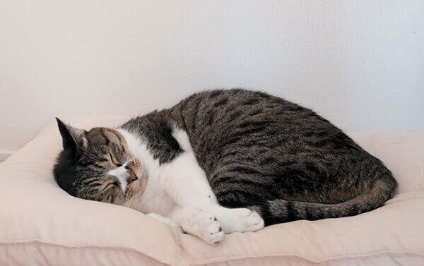眠る猫