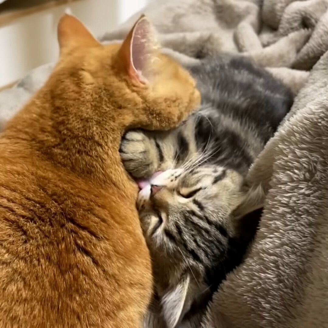 グルーミングしあうプリンちゃんとメルちゃん