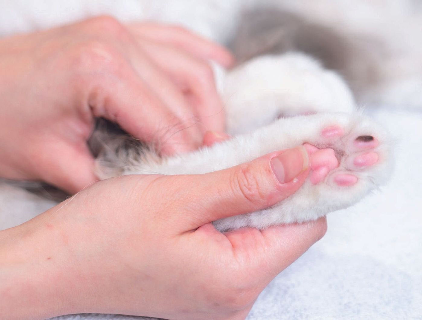 飼い主も猫も免疫力アップ 肉球をぷにぷにするだけ 夏バテ解消ツボ押しマッサージ ねこのきもちweb Magazine 飼い主も猫も免疫力アップ 肉球をぷにぷにするだけ 夏バテ解消ツボ押しマッサージ ねこのきもちweb Magazine