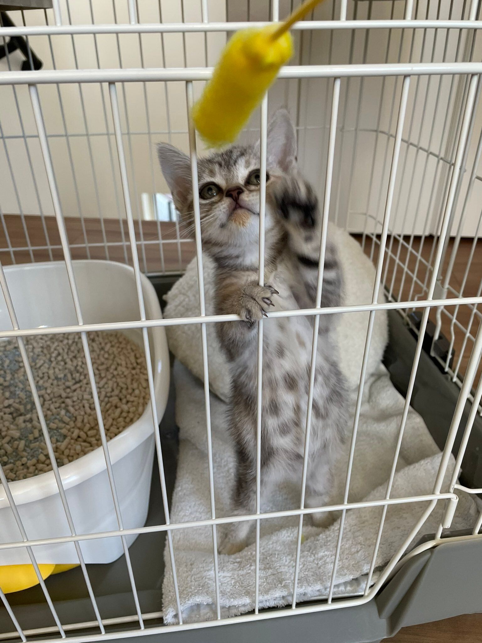 生後2カ月のアメリカンショートヘア