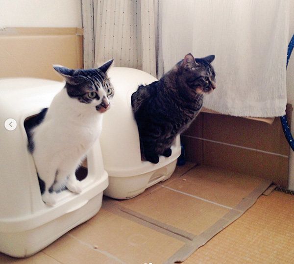 並んでトイレする猫