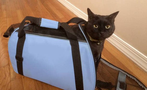 猫とペットのキャリア