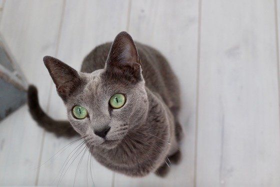 ロシアンブルー・シェンランちゃん