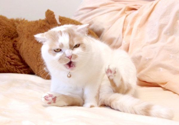 ガンを飛ばしているかのようなホイちゃん