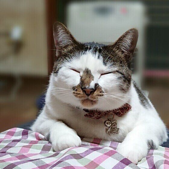 お腹にのるおまめちゃん（MIX）